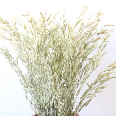 China Environmental protection green natural preserved dry grass bunch wheat wild oats flower group dried common oats for sale