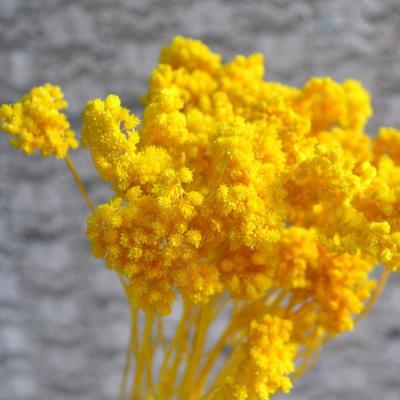 China Contact Yunnan Florist Arrangements Natural Wholesale Natural Dried Flower Bouquets Dried Achillea Flower for sale