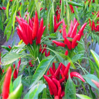 China low price dry red chili peppers for sale