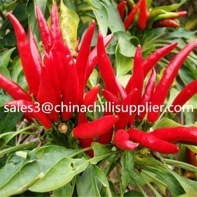 China Dry Dried Chili Red Pepper Price 1 Kilogram for sale