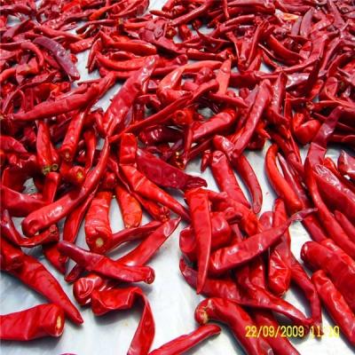 China Dry hot chili pepper dried by the sun for sale