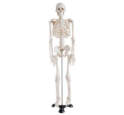 China Custom PVC Educational Anatomy Models - 85 Cm Human Skeleton On Stand For Teaching for sale