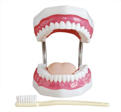 China Educational Anatomy Models Pvc - Large Tooth Care Model With Brush , FCC / ROHS for sale