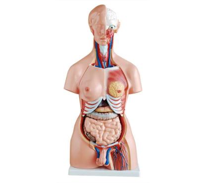 China Durable Custom Educational Human Anatomy Models For School , Biology Teaching for sale