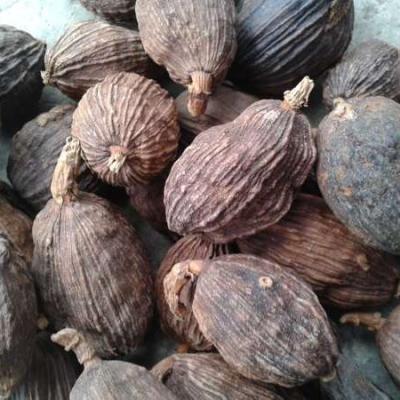 China Green cardadom / dark cardamom/ cardamon powder From Vietnam Elsa for sale