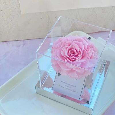 China Real Rose Gifts Preserved Flowers Forever Romantic Preserved Rose Eternal Flowers and Plants Preserved Roses for sale