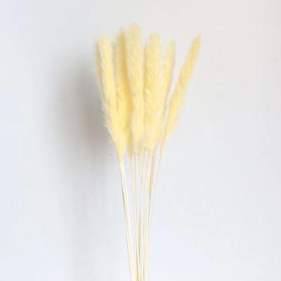 China Home/office/natural small size dry bouquet wholesale wedding flower/pampas grass plant 20cm party decoration for decoration for sale