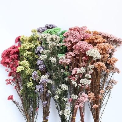 China Home/Office/Natural Flower Preserved Flower Wedding/Party Decoration Bouquet Decoration Rice Flower High Quality Rice Flower for sale