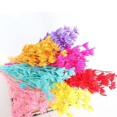 China Home/Office/Wedding Star Anise Colorful Dry Flower/Natural Octagon Flower Party Decoration For Home Decoration DIY Flower Bouquet Materials for sale