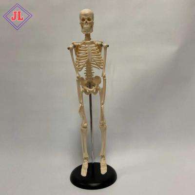 China Human Anatomical Teaching Medical School Bilological 45cm Human Body Medical Model Skeleton Model for School and Hospital for sale