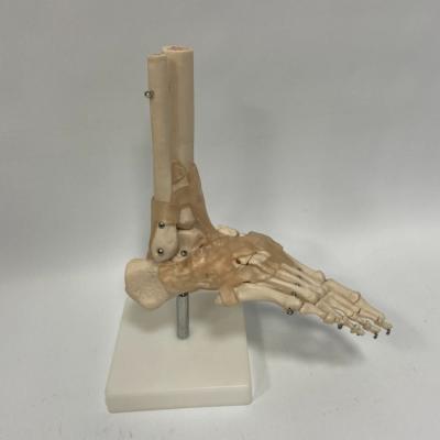 China Durable Medical Teaching Series Life Size Joint Skeletal Foot With Ligaments FOF Medical School for sale