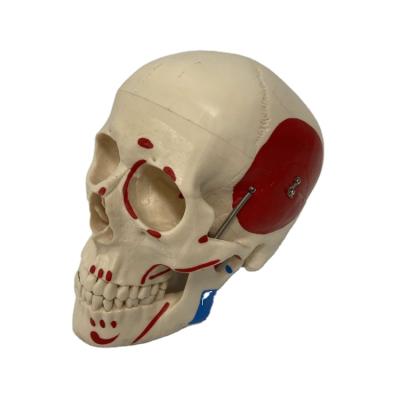 China Skeletal Series Durable Medical Teaching Life Size Skull With Painted Muscles For Medical School for sale