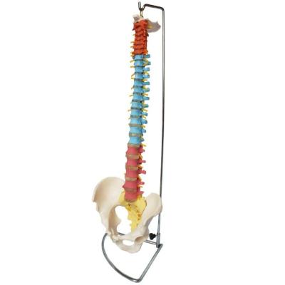 China Skeletal Series Durable Medical Teaching Life Size Didactic Spine For Medical School for sale