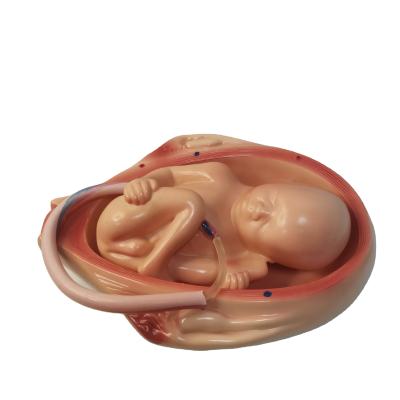 China Half Nasal Series Child Birth And Fetus Medical Teaching Size The Development Process For The Fetus for sale