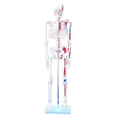 China With Painted Muscles 85cm Medical Human Body Model Skeleton With Painted Muscles Model Of Human Anatomical Teaching For School And Hospital for sale