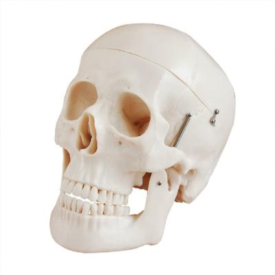 China Anatomical Demonstration Skeletal Series Deluxe Medical Teaching Life Size Skull For Medical School for sale