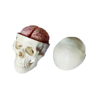 China Anatomical Demonstration Series Medical Teaching Skeletal Skull Model With 8 Brain Parts For Medical School for sale