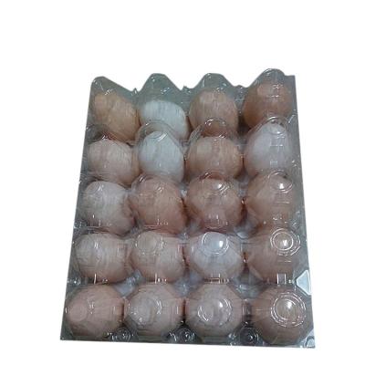 China Shengzhen Factory Supply Handmade Customized Eco - Friendly Vacuum Forming Egg Tray Mold PET PP Plastic Products Packing Box for sale