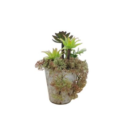 China OEM /ODM Eco-friendly Gift Set Mini Succulent Bonsai With Eco-friendly Pulp Flower Pot For Home Decoration for sale