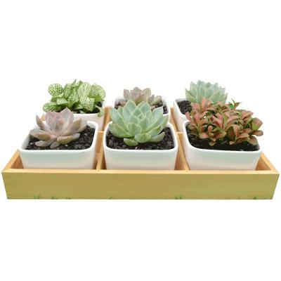 China Modern Planting Gardening Home Office Flower Pots Flower Pots Supplies Decorations + Wooden Tray for sale