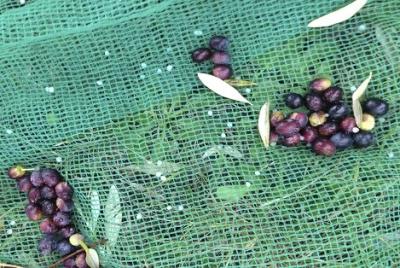 China Nut & Olive Harvesting Net to greece, Italy for sale