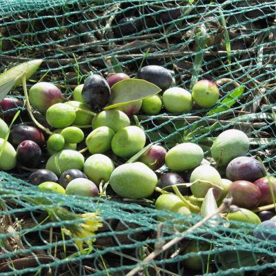 China Olive Netting,Olive Falling Nets,Olive Collect Netting for sale