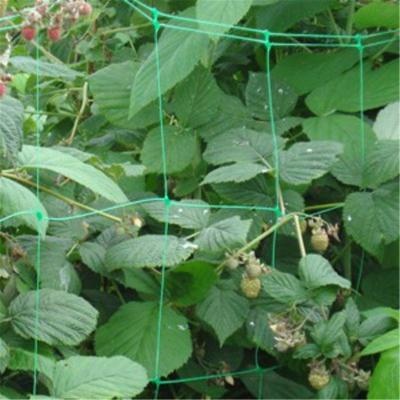 China Netting Garden Durable Nylon Trellis Net Support Climbing Plant Vine Support for sale