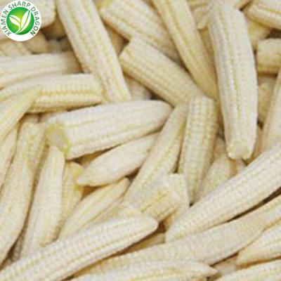 China Wholesale Export Price IQF JELLY Frozen Baby Corn Cobs for sale