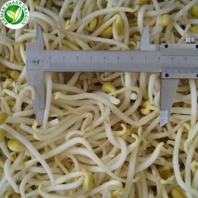 China IQF Organic Wholesale Vegetables Green Frozen Mung Bean Sprout for sale