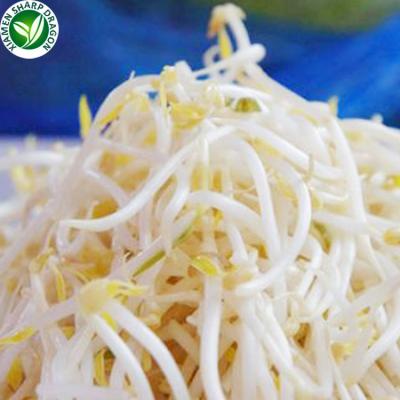 China Greenhouse FROZEN Green Frozen IQF Mung Bean Sprouts for sale