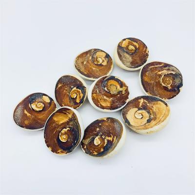 China Wholesale Natural Jewelry Sun Shell Fossil For Decoration Quartz Crystal Healing Stones From Europe for sale