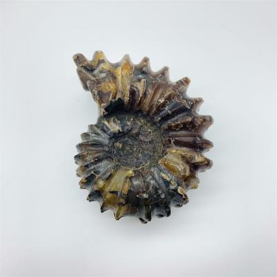 China Europe Wholesale Crystal Stone Madagascar Goat Horn Snail Ammonite Fossils For Home Decoration for sale