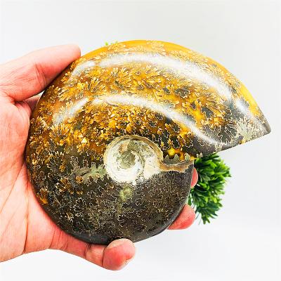 China Wholesale Europe Madagascar Specimen Conch Fossil Crystal Ornament Snail Reliquiae Mineral for sale