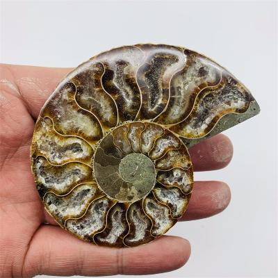 China Wholesale Natural Fossil Conch Colorful Snail Cut Rainbow Europe Ammonite Fossil Slices for sale