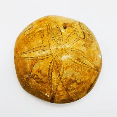 China Wholesale Natural Folk Crafts Europe Starfish Fossil Crystal Rough Stone Ammonite Fossil For Gift for sale