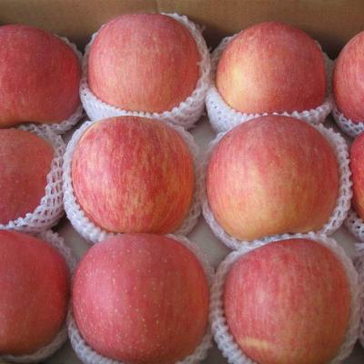 China Nutrition Porcelain Fuji Red Delicious Fresh Apples for sale