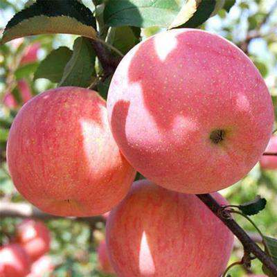 China Chinese Hot Selling High Quality Fresh Red Fuji Nutrition Apple for sale