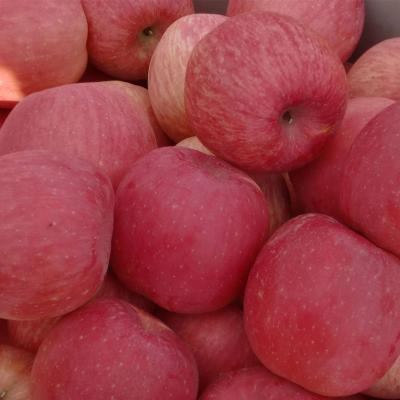 China New Fuji red star apple nutrition cultivation of fresh red apple fruit and red delicious apples wholesale price for sale