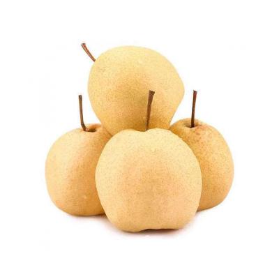 China Fresh best price dark yellow juicy fresh pears rich in vitamins for sale