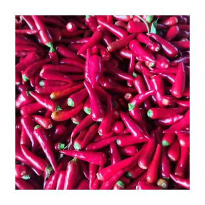 China Super Spicy Fresh Hot Selling Susceptible Green Red Peppers Fresh for sale