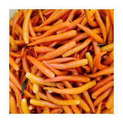 China Factory direct sale natural dry super spicy fresh red pepper for sale