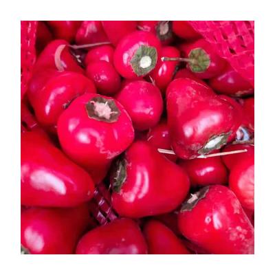 China Chinese manufacturer fresh red peppers can be stored for a long time for sale