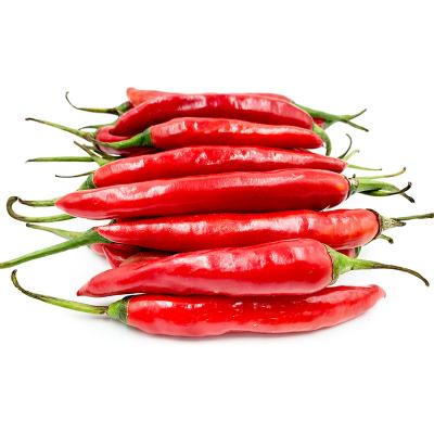 China New Culture Fresh Chili Buyer Red Fresh Spicy Hot for sale