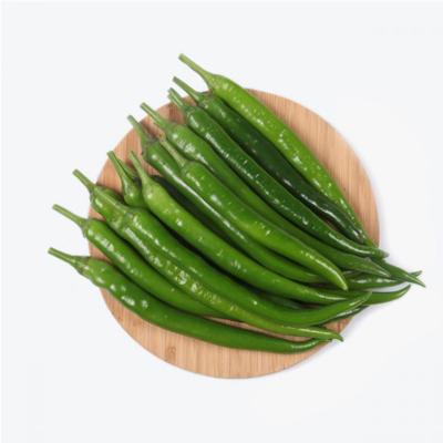 China Frost Fresh Green Fresh Pepper For Sale Hot Fresh Pepper In Thailand Vietnam for sale