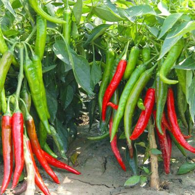 China Red fresh chilli paprika of fresh green pepper fresh chillies for sale