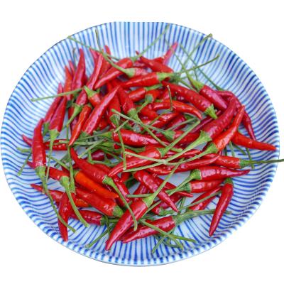 China China Wholesale Fresh High Quality Red Chilli Pepper with Best Price for sale