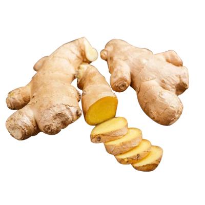 China Fresh Fresh Ginger Price In Egypt Buyer Of Wholesale Fresh Dry Ginger Root Ginger Market Price for sale