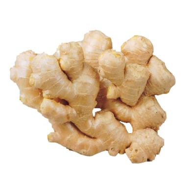 China Fresh red ginger price per kg Indian fresh ginger /korean young ginger exporter price for sale