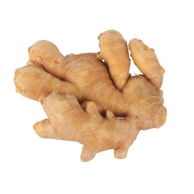 China Bulk Fresh Bulk Ginger Dry/Dry Red Indonesia Ginger Supply Price Ginger Supply For Export for sale