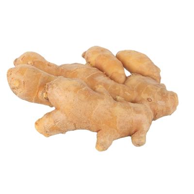 China 10kg Fresh Chinese Dried Ginger Roots Red Air Dry Ginger Fresh Ginger For Sale In Nigeria for sale